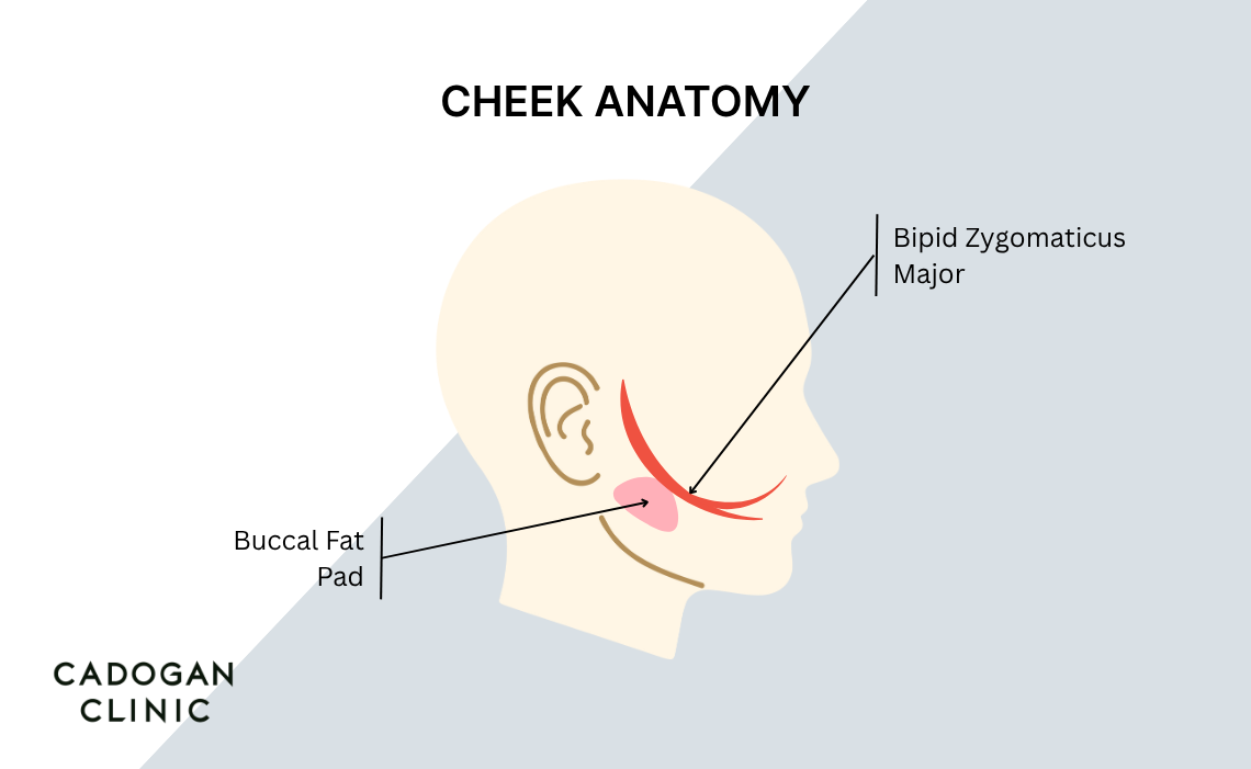 Diagram showing the position of the buccal fat pads and zygomaticus major muscle in the face